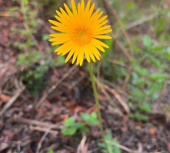 B03Jason Street Daisy 091122 1. Final