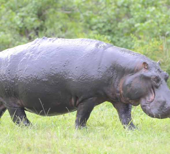 Hippo At Sabi Sabi
