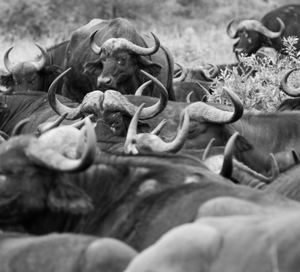 Buff Herd Obscure Buff Herd Obscure