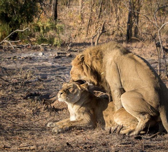 09Pravir Patel Lions 01 09Pravir Patel Lions 01