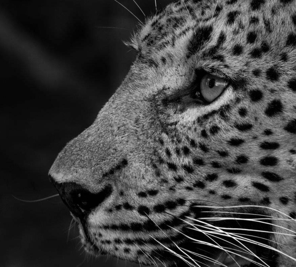 31Mike L Max Close 2