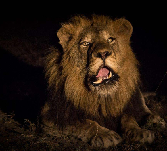 04Franscois Rosslee Lions1 1 04Franscois Rosslee Lions1 1