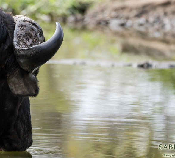 22Sheldon Hooper Buffalo Drinking 2 Final 22Sheldon Hooper Buffalo Drinking 2 Final