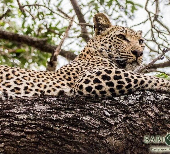 36Greg Heasman Ntsumi 4