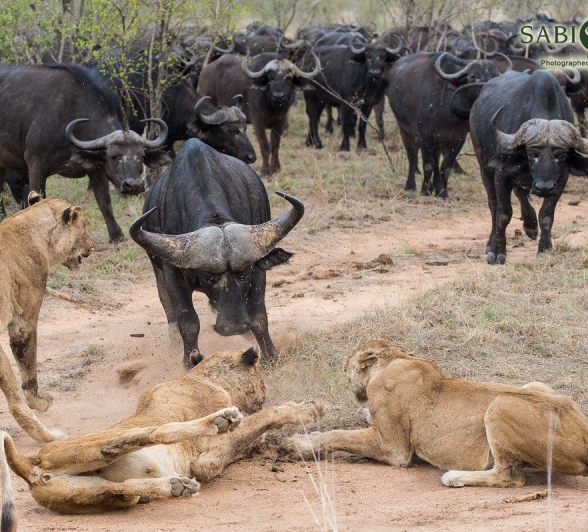 09Terry Ennever Lion Buffalo 6 Final 09Terry Ennever Lion Buffalo 6 Final