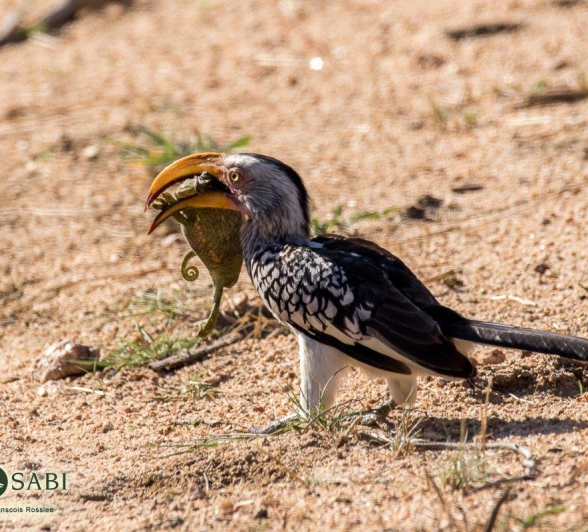 15Franscosi Rosslee Hornbill 01112017 3 Final 15Franscosi Rosslee Hornbill 01112017 3 Final