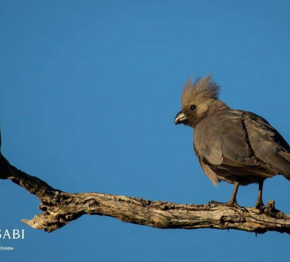 46Kevan Dobbie GGA Bird 090618 Final
