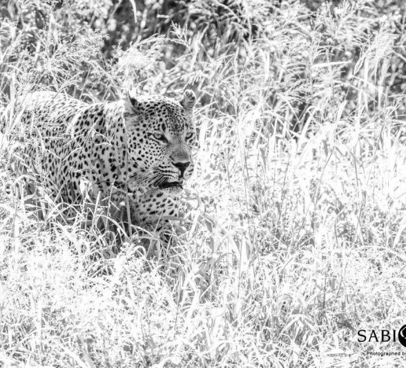 17Kevin Van Der Linde Maxabeni 20022019 Final 17Kevin Van Der Linde Maxabeni 20022019 Final