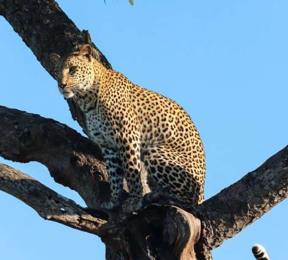 09Marco Vietti Kigelia 6 270220 Final