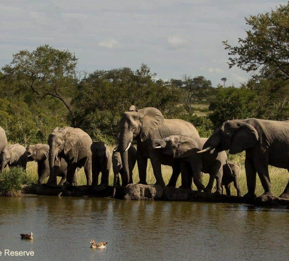 30Amy Roberts Elephant Herd 1 060320 Final