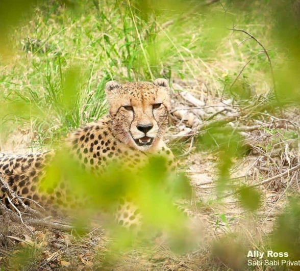 27Ally Ross Cheetah 26042020 Final