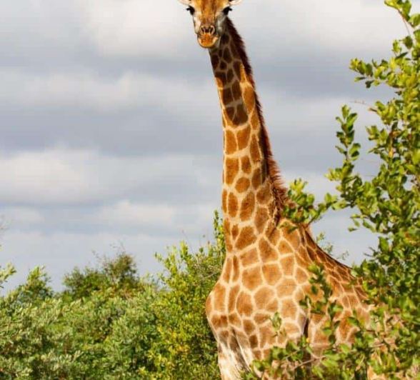 50Louise Murray Giraffe 25032020 2 Final