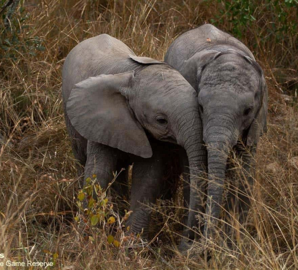 31Amy Roberts Baby Elephant 2 090720 Final