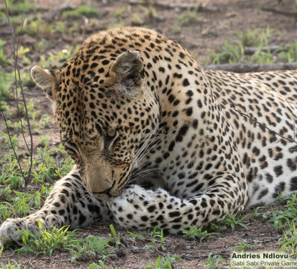 A26andries Leopard Nweti 101121 1 Final A26andries Leopard Nweti 101121 1 Final