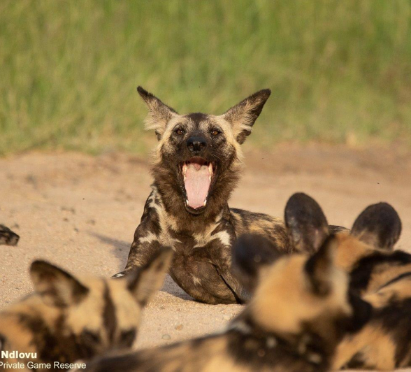 A17andries Wilddogs Wkendrecap 1 Final A17andries Wilddogs Wkendrecap 1 Final