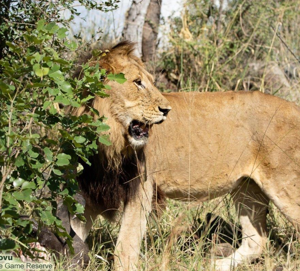 A31andries Lion.newmales 210322 2 Final A31andries Lion.newmales 210322 2 Final
