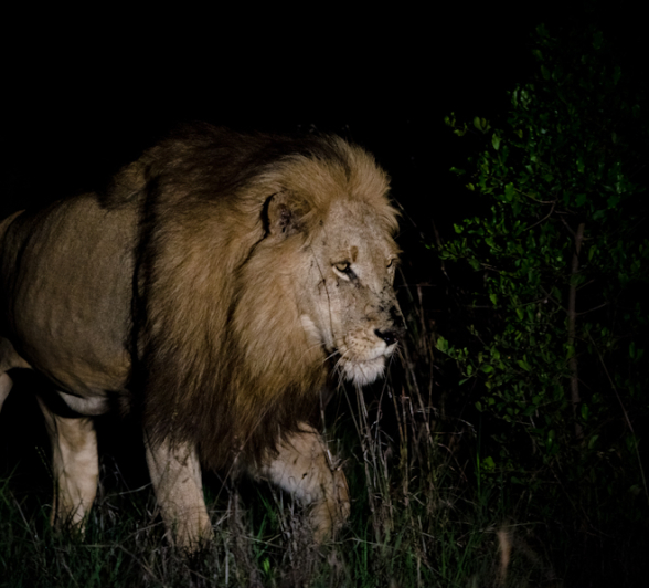 Majengilanes 10 Majengilanes 10