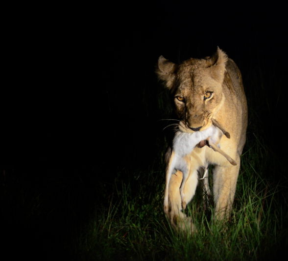 Lioness Hare Lioness Hare