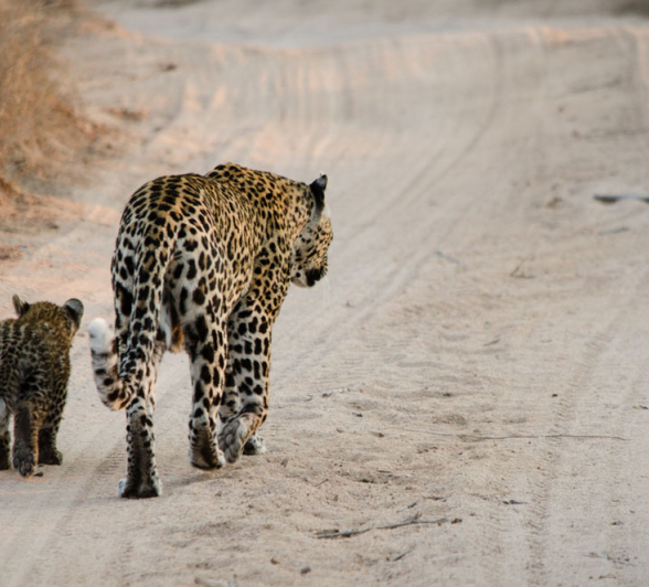 Nottins Cub Steve Nottins Cub Steve