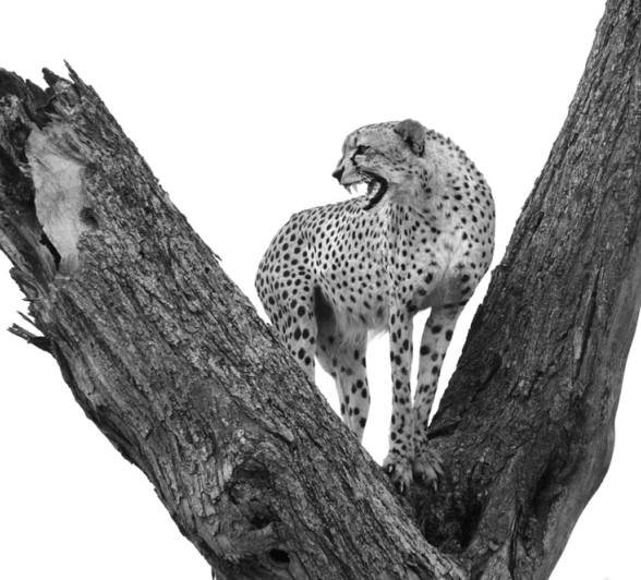Cheetah Snarl Steve Cheetah Snarl Steve
