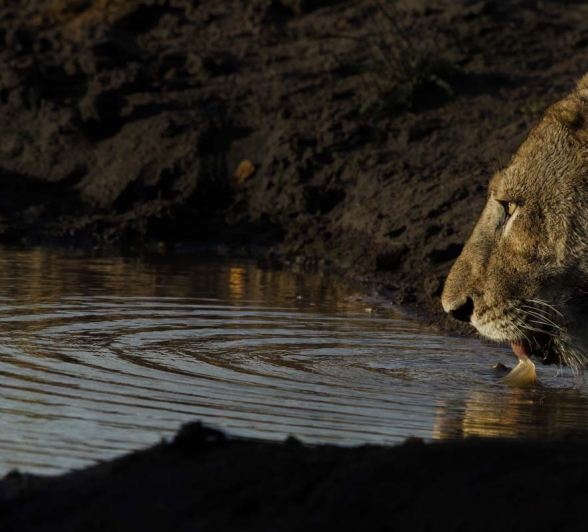 Mike L Mom SP Drink 5 Mike L Mom SP Drink 5