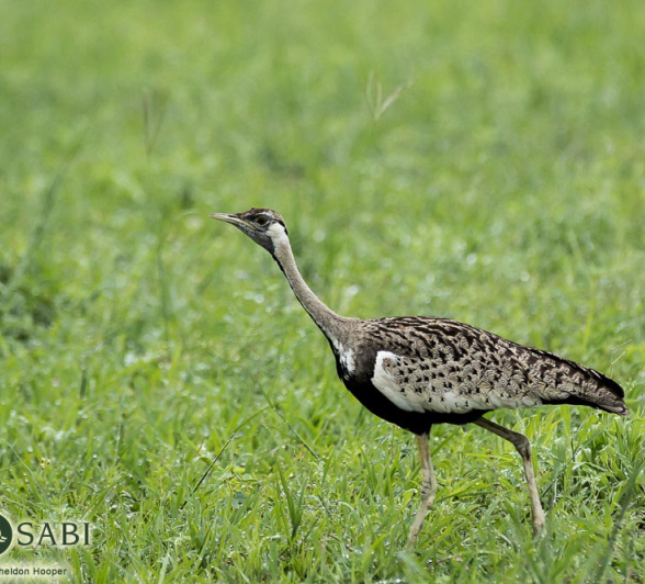 38 Sheldon Hooper Bustard 38 Sheldon Hooper Bustard