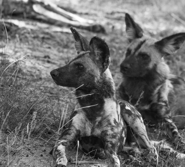 24 Franscois Rosslee Dogs 1 Of 1 24 Franscois Rosslee Dogs 1 Of 1