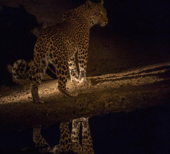 34Frederik Aucamp Female Leopard Drinking 2 Final 34Frederik Aucamp Female Leopard Drinking 2 Final