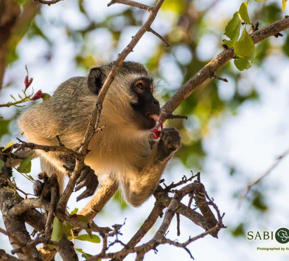 33Kevan Dobbie Vervet Monkey 280918 Final 33Kevan Dobbie Vervet Monkey 280918 Final