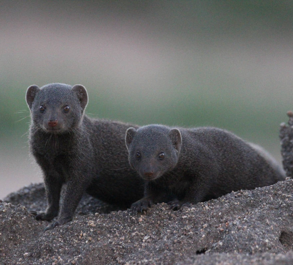 35 Louise Murray Dwarf Mongoose 05012019 3 35 Louise Murray Dwarf Mongoose 05012019 3