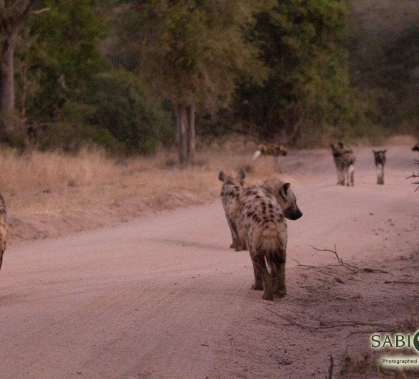 06Frederik Aucamp Spotted Hyena And Wild Dogs 12 06 2019 2 Final