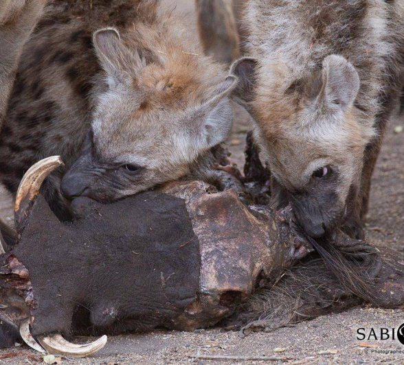 11Louise Murray Hyena 30082019 Final