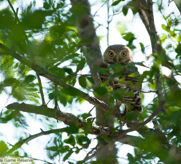 02Amy Leigh African Barred Owlet 2 131120 Final