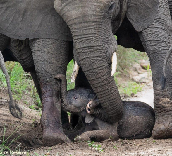 B07ronald Mutero Elephant 27112021 3 Final