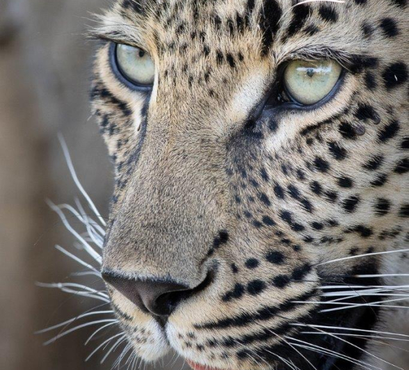 A13Graeme Stewart Golonyi 100222 2  Final