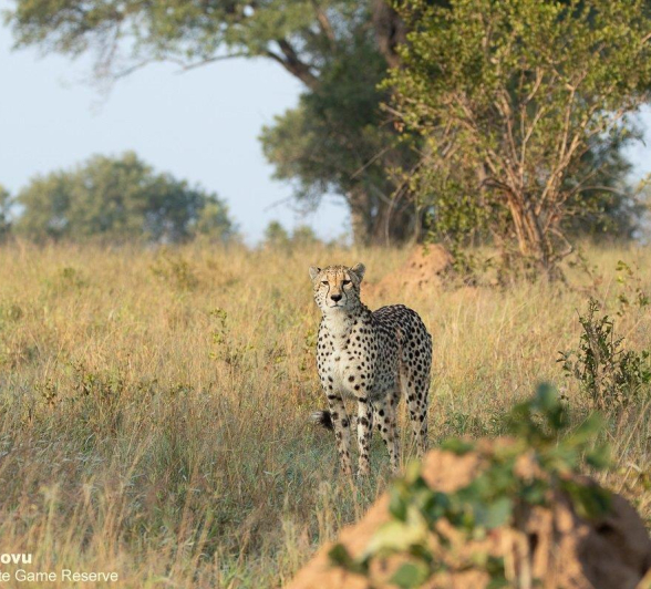 A15andries Cheetah 10 05 22 2 Final A15andries Cheetah 10 05 22 2 Final