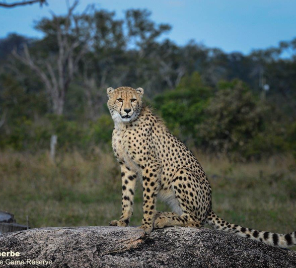 A09Jamiel Cheetah 15062022 Final A09Jamiel Cheetah 15062022 Final