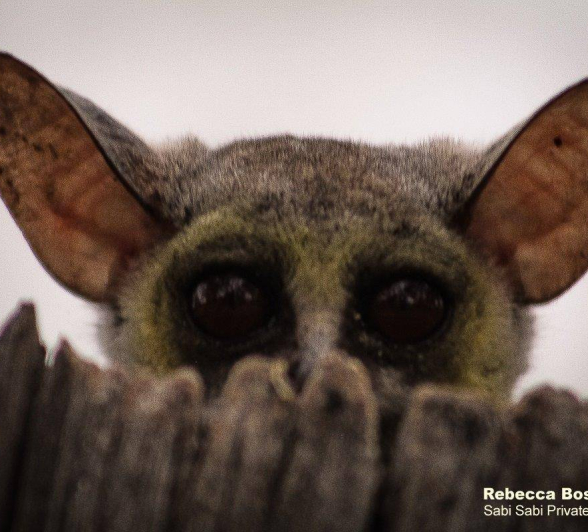 09Rebecca Boshoff BB1. FINALjpg