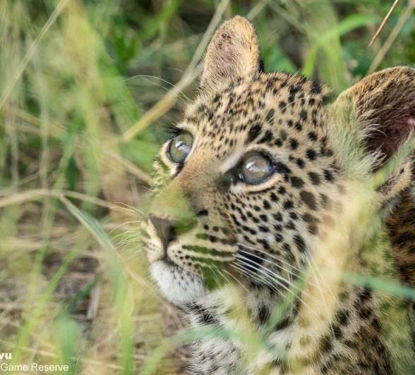 18andries Leopard.cub 28 Final 18andries Leopard.cub 28 Final