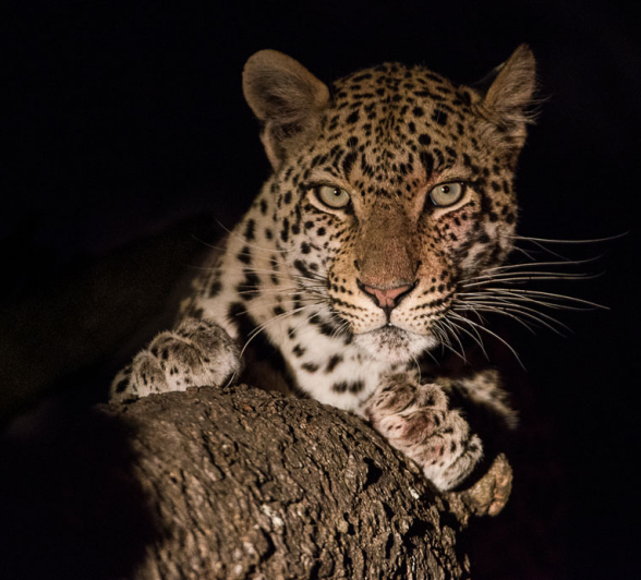 Unidentified Leopardess3 Unidentified Leopardess3