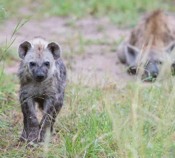 Terry Ennever Hyena Pups1 Terry Ennever Hyena Pups1