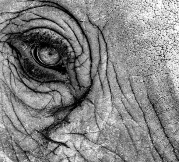 09Kyle Elephant Eye 09Kyle Elephant Eye