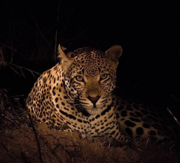 25Kevan Dobbie W Dam Cub 01 Final