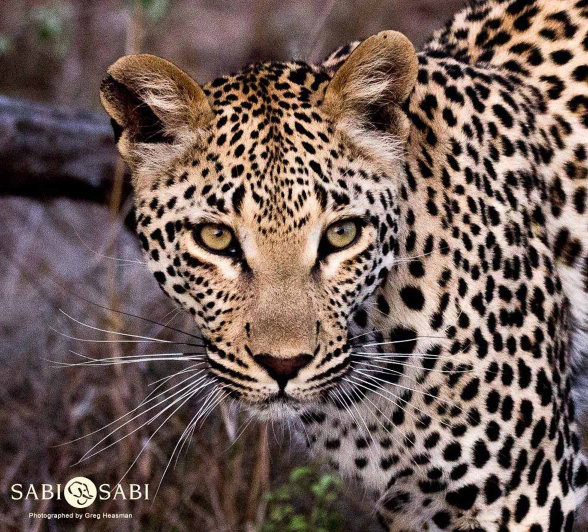 36Greg Heasman Young Female Leopard Ntumi 29 10 17 1 Final 36Greg Heasman Young Female Leopard Ntumi 29 10 17 1 Final