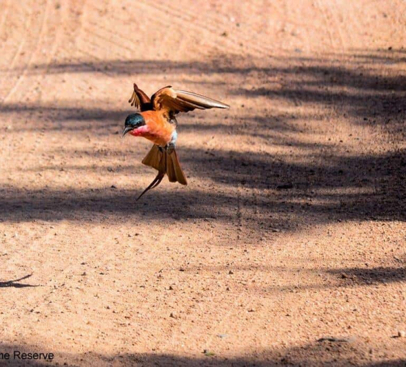 36Ronald Mutero Carmine Bee Eater 07022020   Final