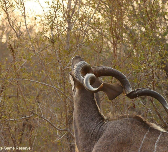 05Erin Herbst Kudu 1 070820 Final