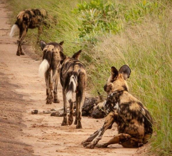 17Ruth Berning Wild Dogs 080220201 1  Final