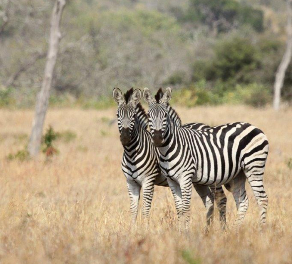 02Erin Herbst Zebra 050721 Final 1