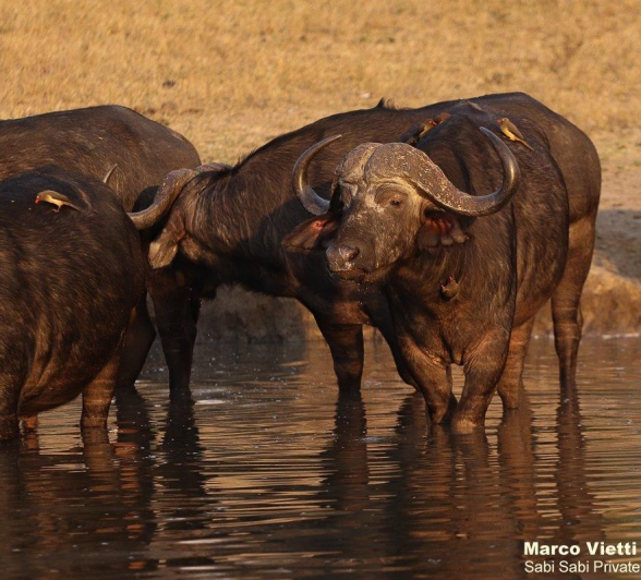 09Marco Vietti Buffalo 180721 Final