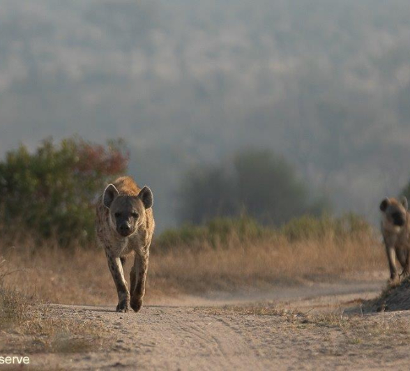 11Tyron Van Der Walt Hyena 170721 1 Final